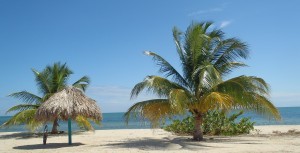 beach with palm trees cropped