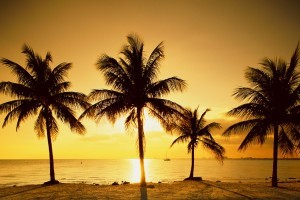 sunset on the beach and palm trees