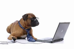 boxer with a tie and reading glasses at the laptop