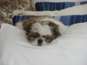 puppy sleeping on bed